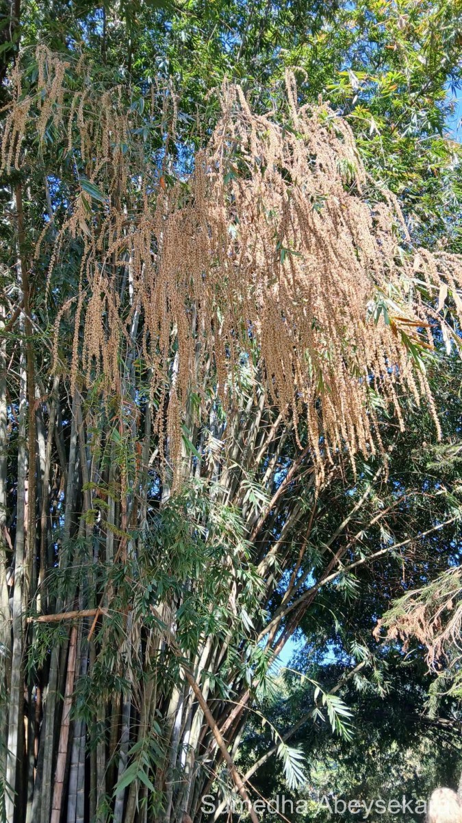 Dendrocalamus giganteus Munro